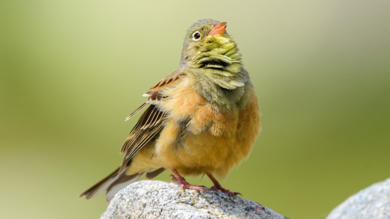 Close up of ortolan bunting