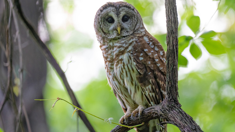 Barred owl perched on a branch