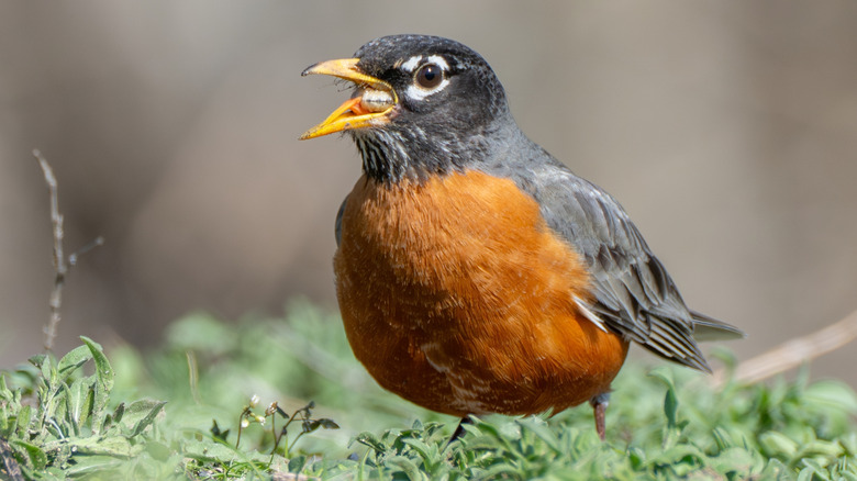 A red breasted robin with a black head and back