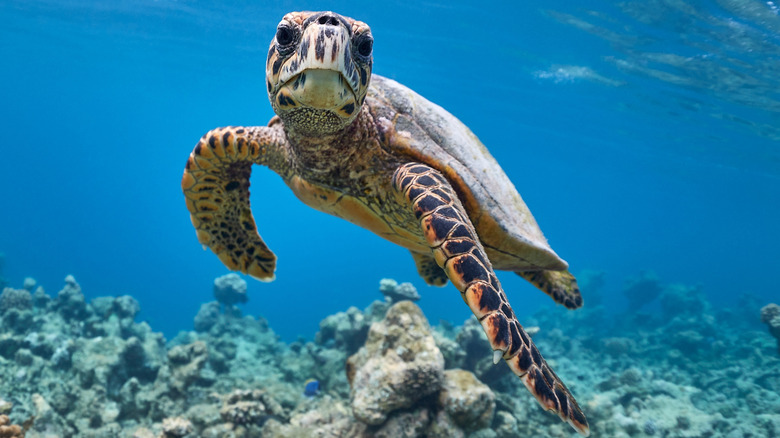 Sea turtle swimming in the ocean