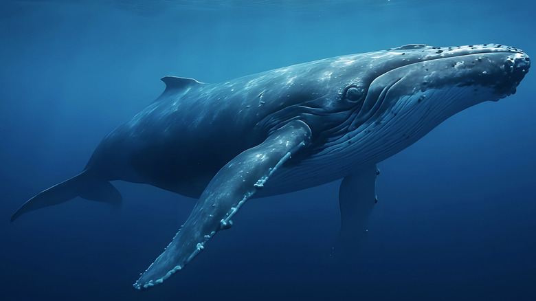 Close up of a large humpback whale underwater