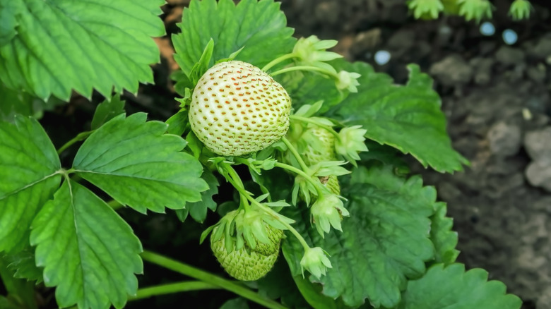 Green strawberries on plant
