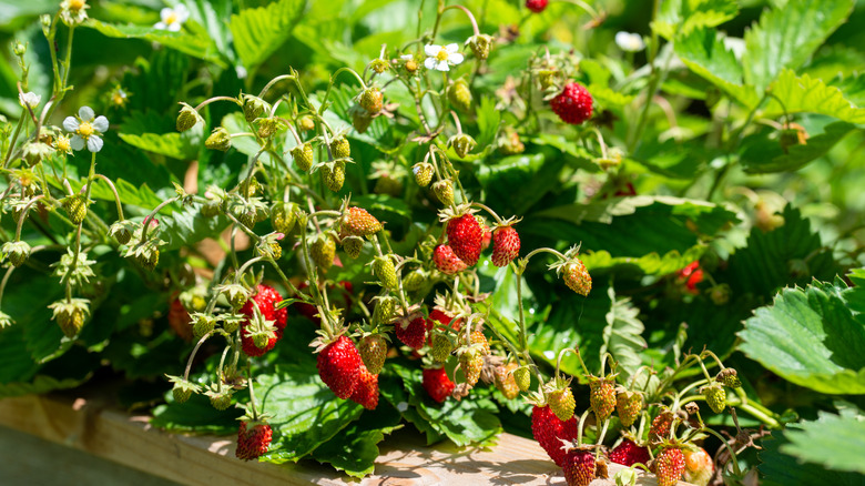 Strawberries growing on plant