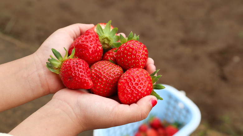 Hands holding a few strawberries