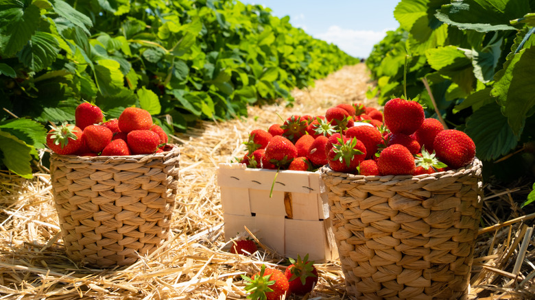 Baskets of strawberries in field