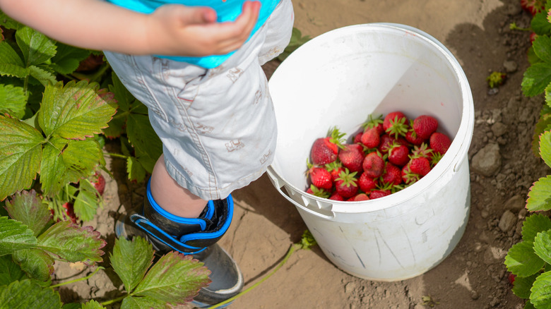 Child standing over bucket of strawberries