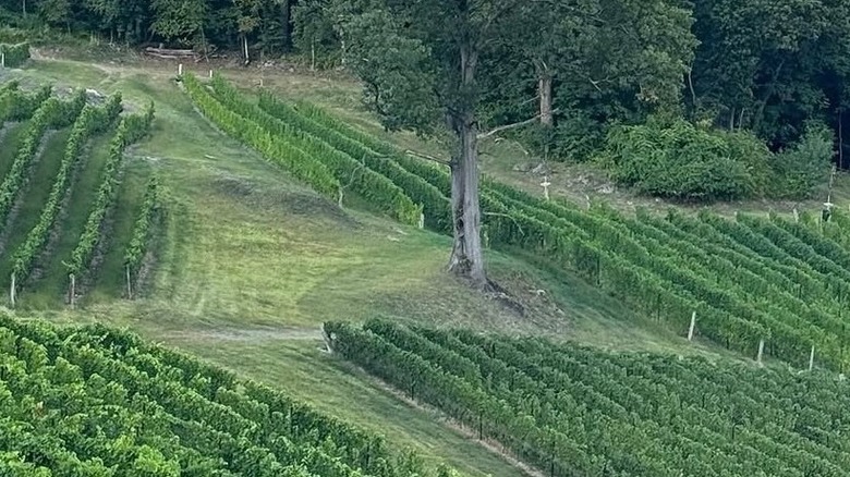 vineyard of grape vines with tree in center