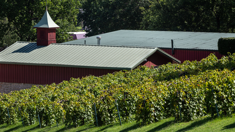 vineyard with red building in background