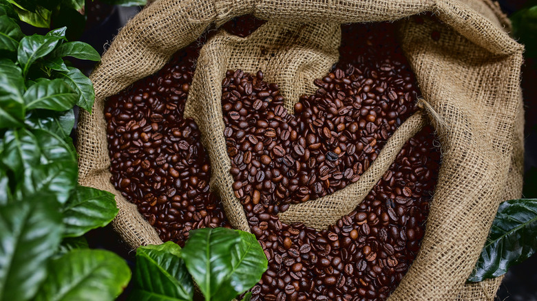 A burlap sack filled with roasted coffee beans, surrounded by coffee plant leaves.