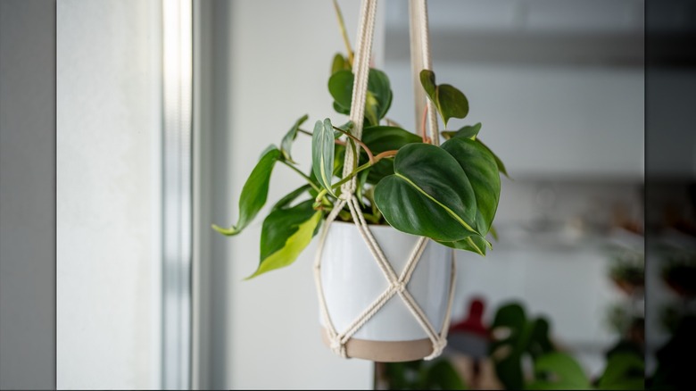 A green plant hanging in a white pot