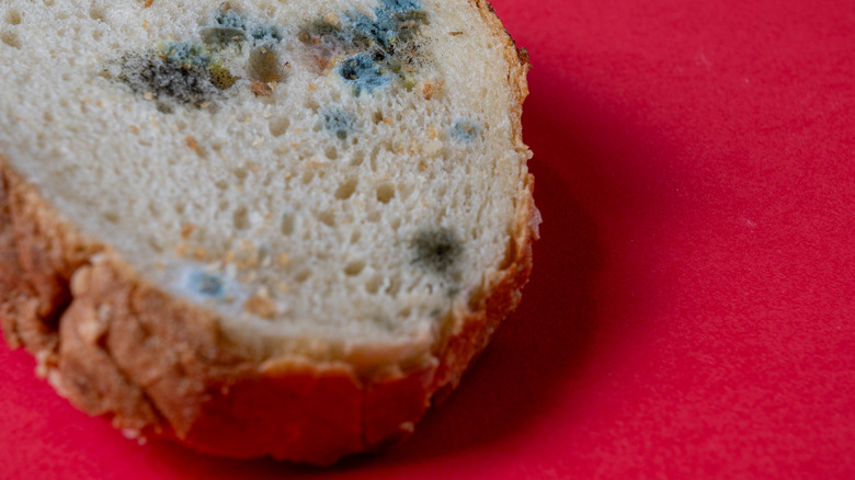 a moldy slice of bread against a red background