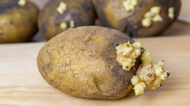 Close up of wrinkly potato on cutting board with sprouts