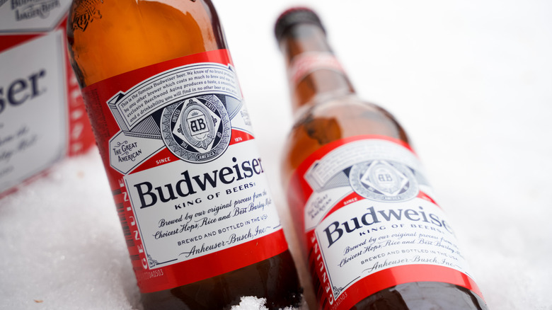 Longneck bottles of Budweiser beer placed in snow