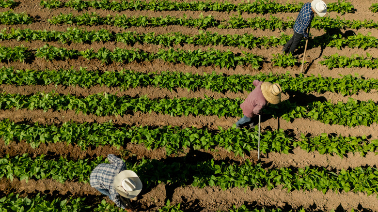 Top down view of farmers working in field between rows of greens