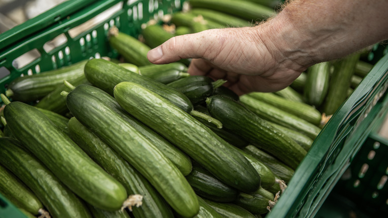 hand picking out cucumbers