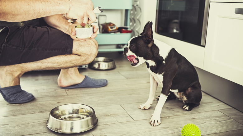 person opening a can of food for a Boston Terrier