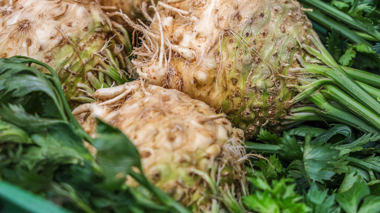 Celery root