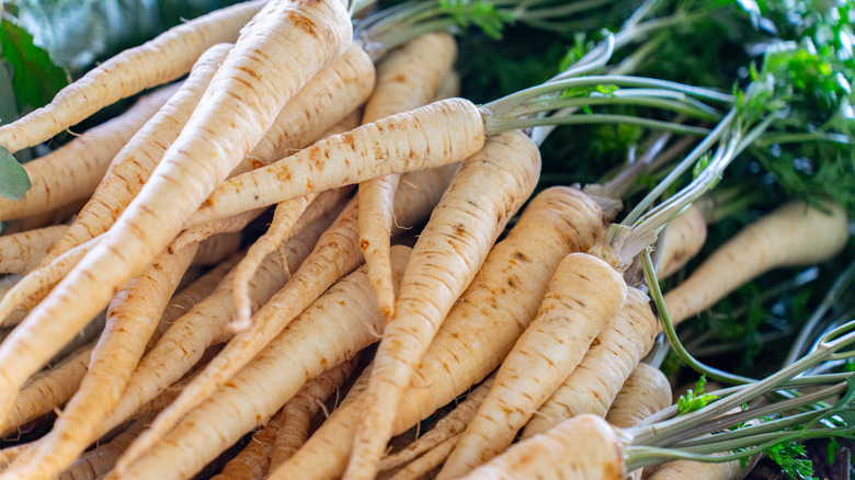 Pile of raw parsnips