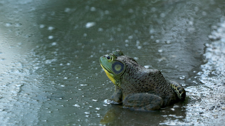 American bullfrog in the rain