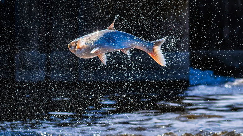 Asian carp jumping high out of the water