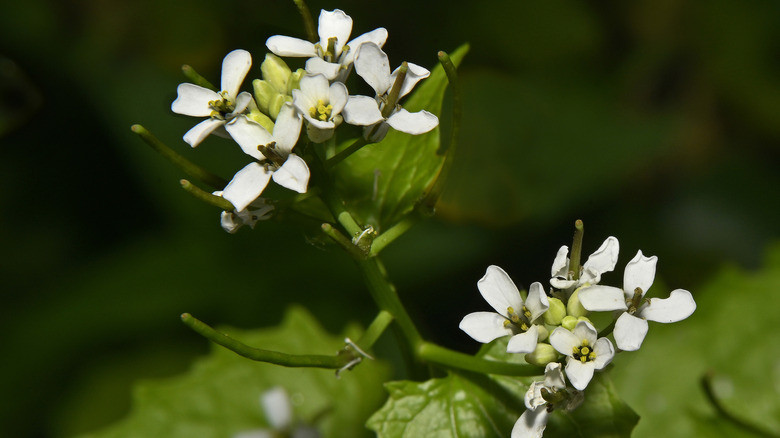 Garlic mustard stems, leaves and flowers
