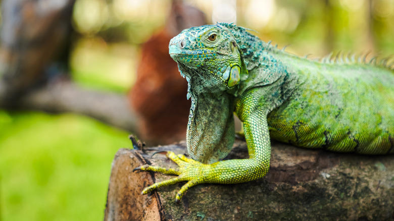 Green iguana on a tree trunk