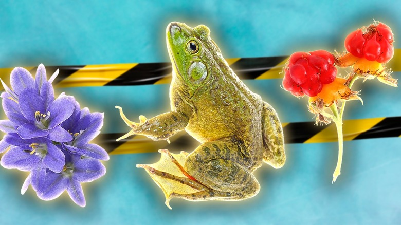 3 invasive species: water hyacinth, American bullfrog, wineberry