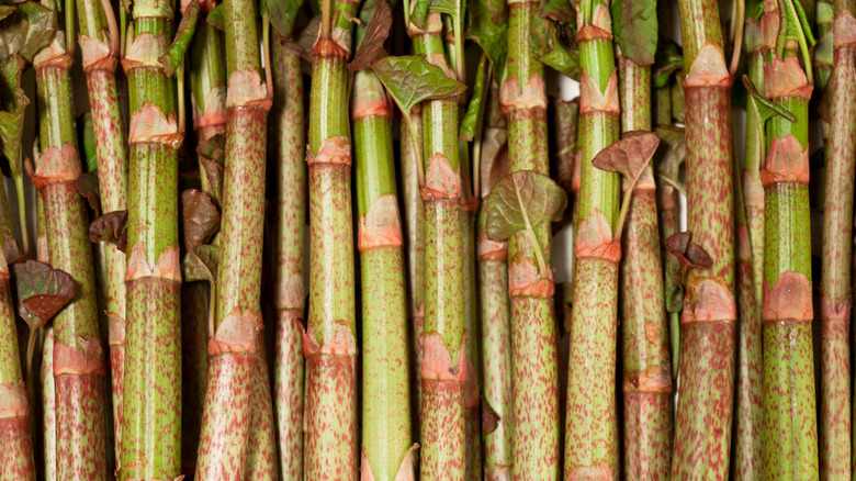 Japanese knotweed stalks, highlighting crimson dotting