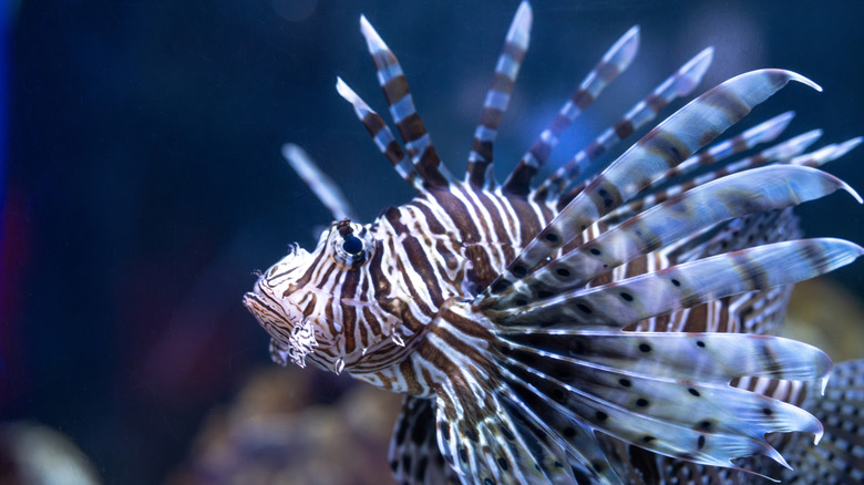 a striped, spiky lionfish
