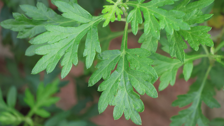 mugwort leaves