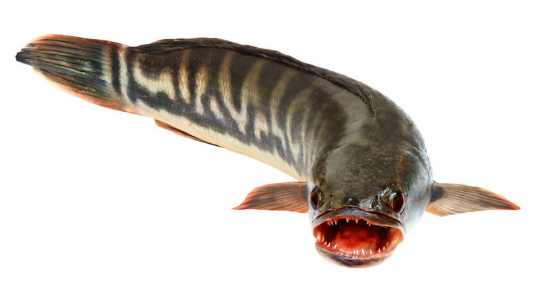 a northern snakehead with open mouth
