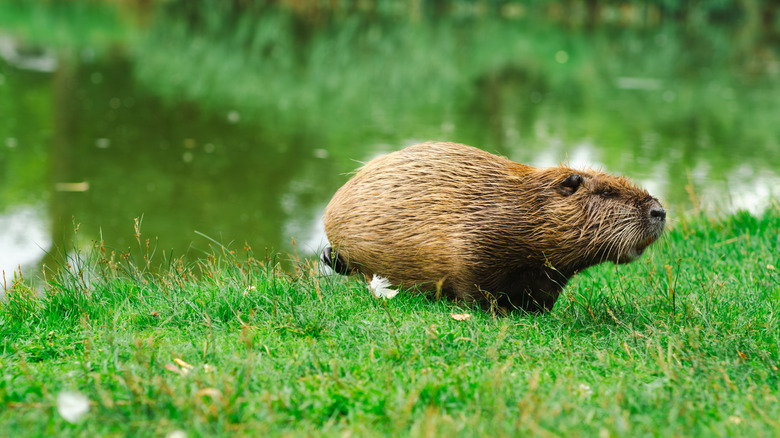 nutria by body of water