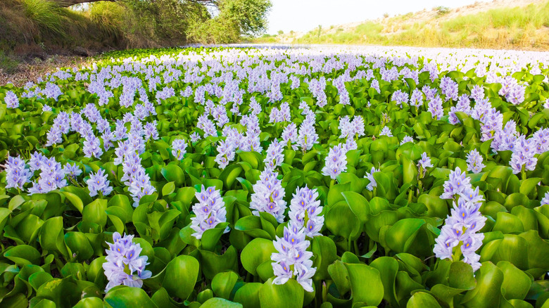 water hyacinths in bloom on a pond