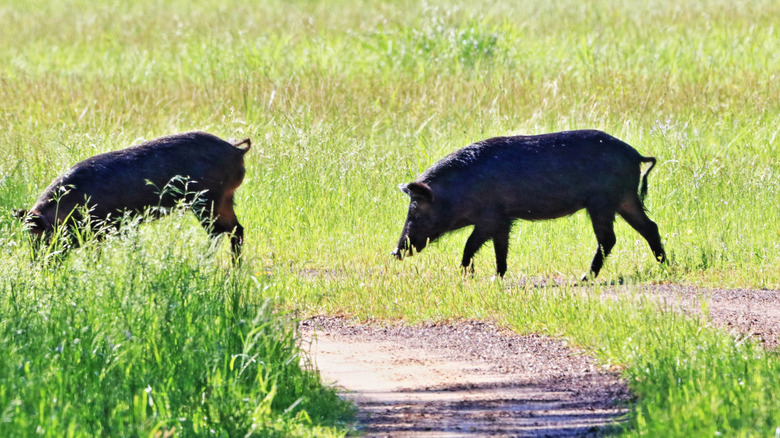Two wild boars (feral hogs) in Texas