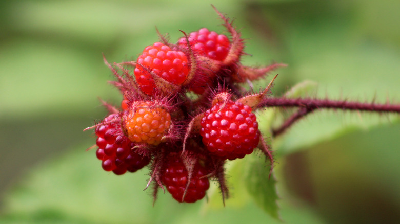 a cluster of wineberries on a lone stalk