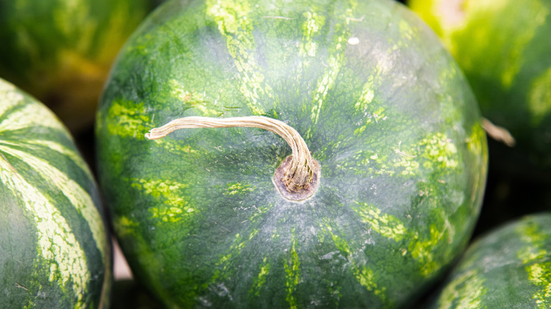 Closeup of watermelon stem