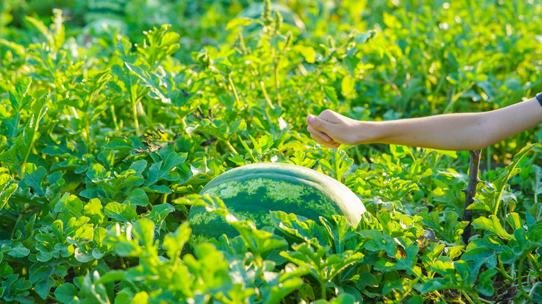 Hand reaching out to knock on watermelon in field
