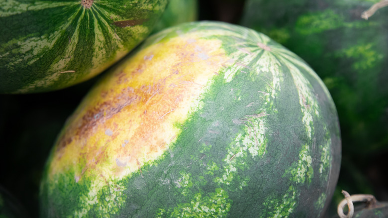 Field spot on watermelon