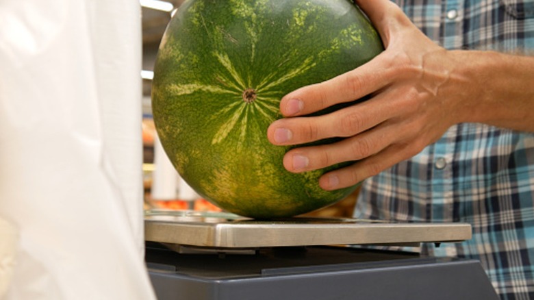 Hands holding watermelon on scale