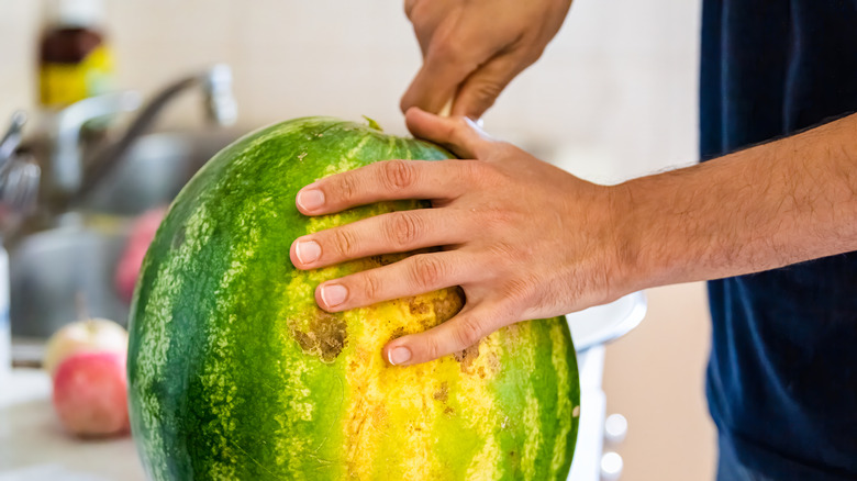 Hands holding and cutting watermelon