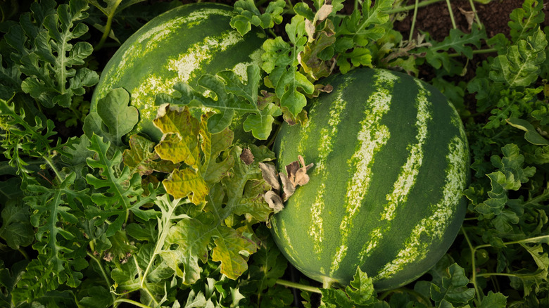 Watermelon in field with green stripes