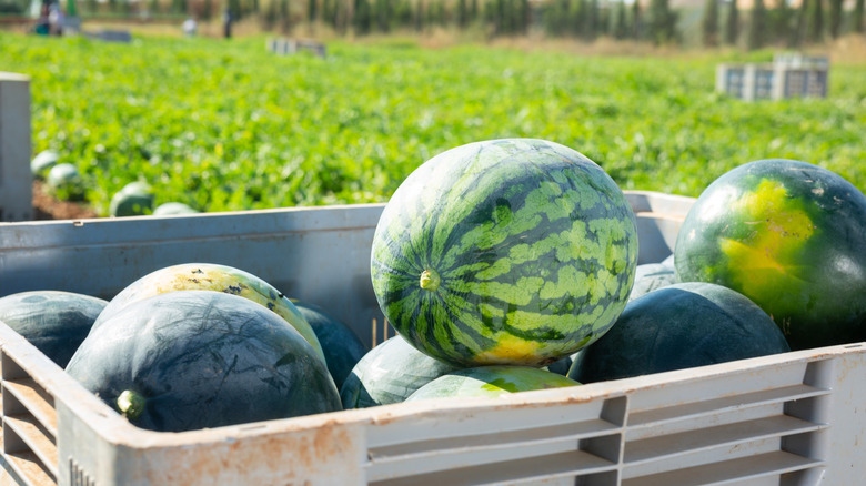 Watermelons in farm crate