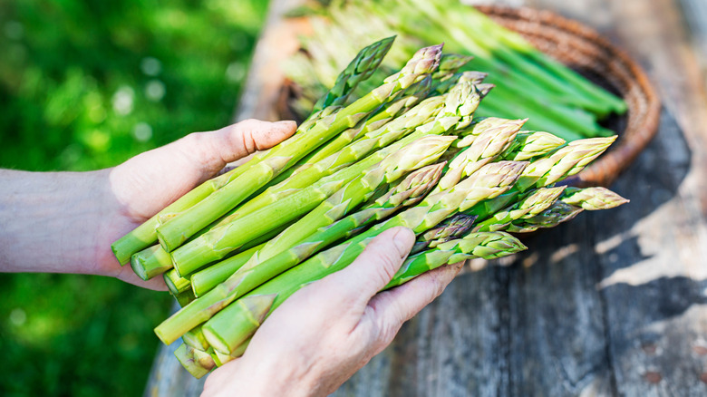 Hands holding bunch of asparagus