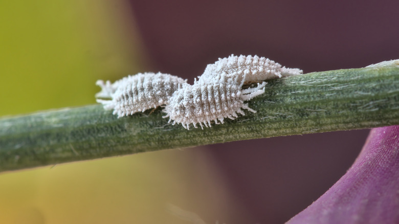 Three white cochineal bugs lying on a branch.