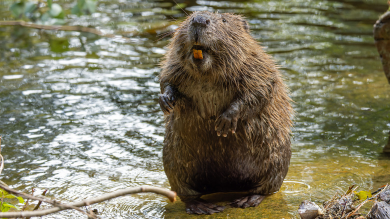 A wet beaver perched in a river.