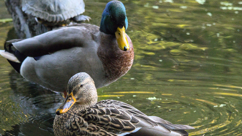 Two ducks sitting in the water near a turtle.