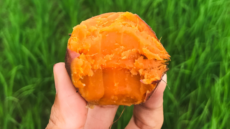 Sweet potato with a bite taken out of it