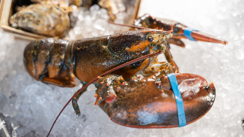Live lobster with claws tied with blue band on ice