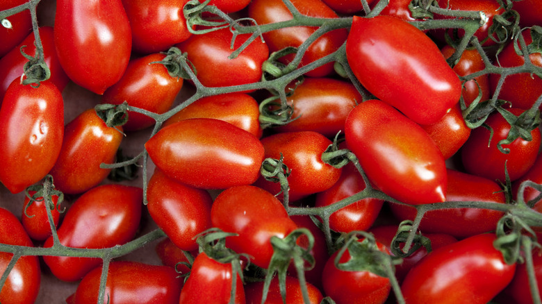 Bright red plum tomatoes on the vine