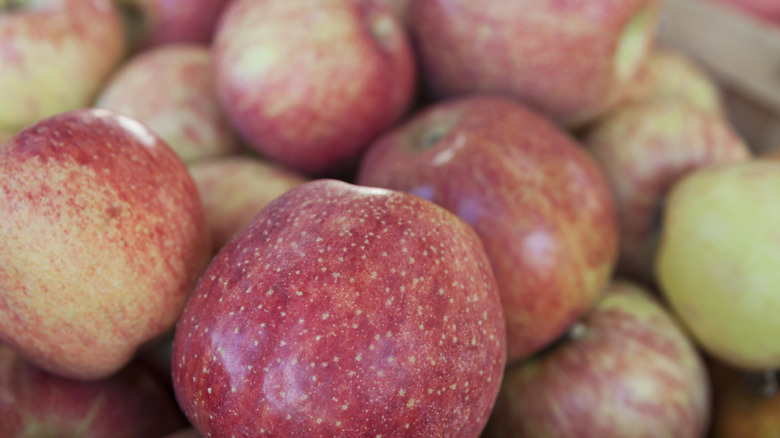 Up close view of pile of red and yellow spotted Cameo apples